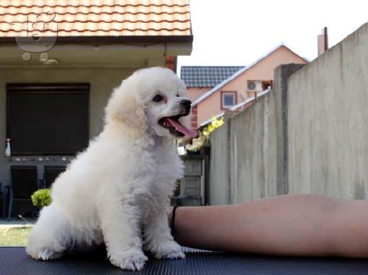 Μικροσκοπικά κουτάβια Poodle